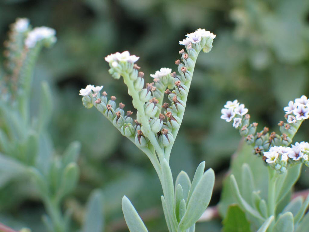  p> a href="#" data-lemmaid="3979500">天芥菜 /a>(学名