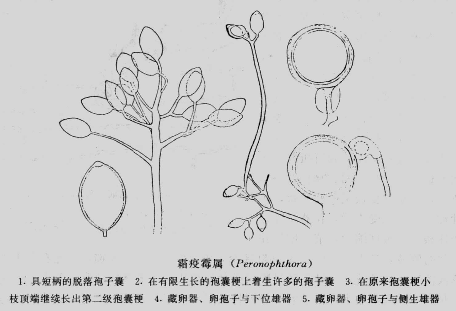 玉米霜霉病菌