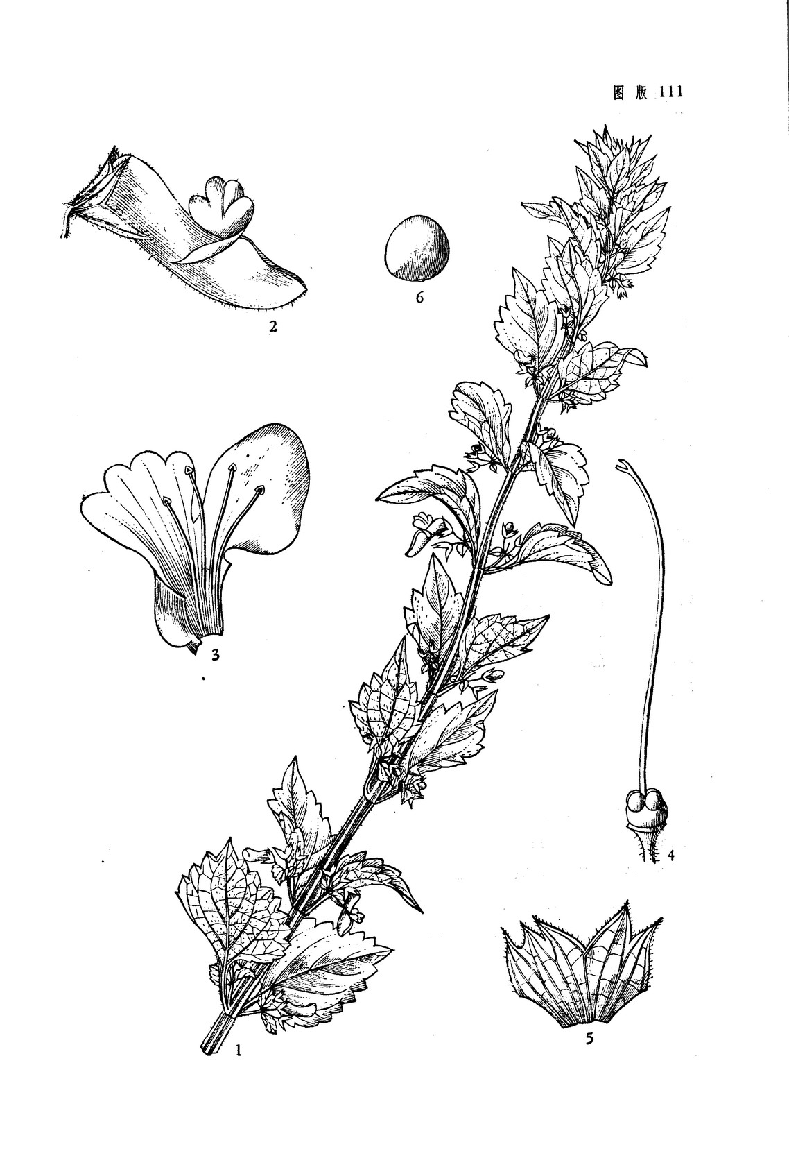 茎四棱形,具沟,有条纹,密被灰白色下曲微柔毛及乳突状糙伏毛,节间短