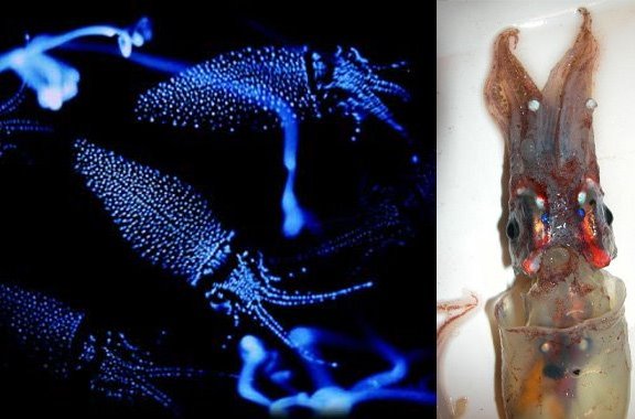  p> b>萤火鱿 /b>( a>学名 /a>: i> b>watasenia scintillans /b> /i>