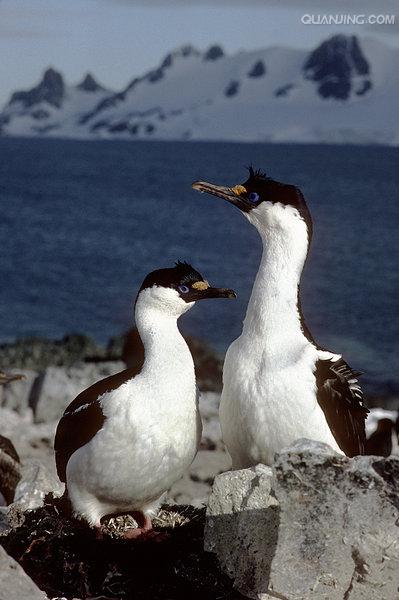phalacrocorax atriceps