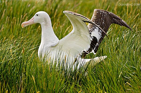 wandering albatross