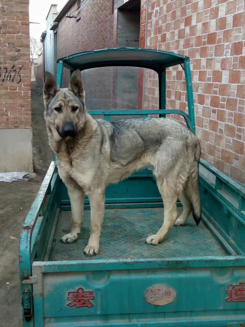  p>狼青犬是一种狼青色的狼犬,在我国分布比较广泛