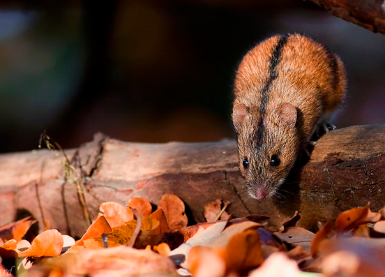 姬鼠(学名 i>: /i> i>apodemus agrarius  /i>)也称为田姬鼠,黑线鼠