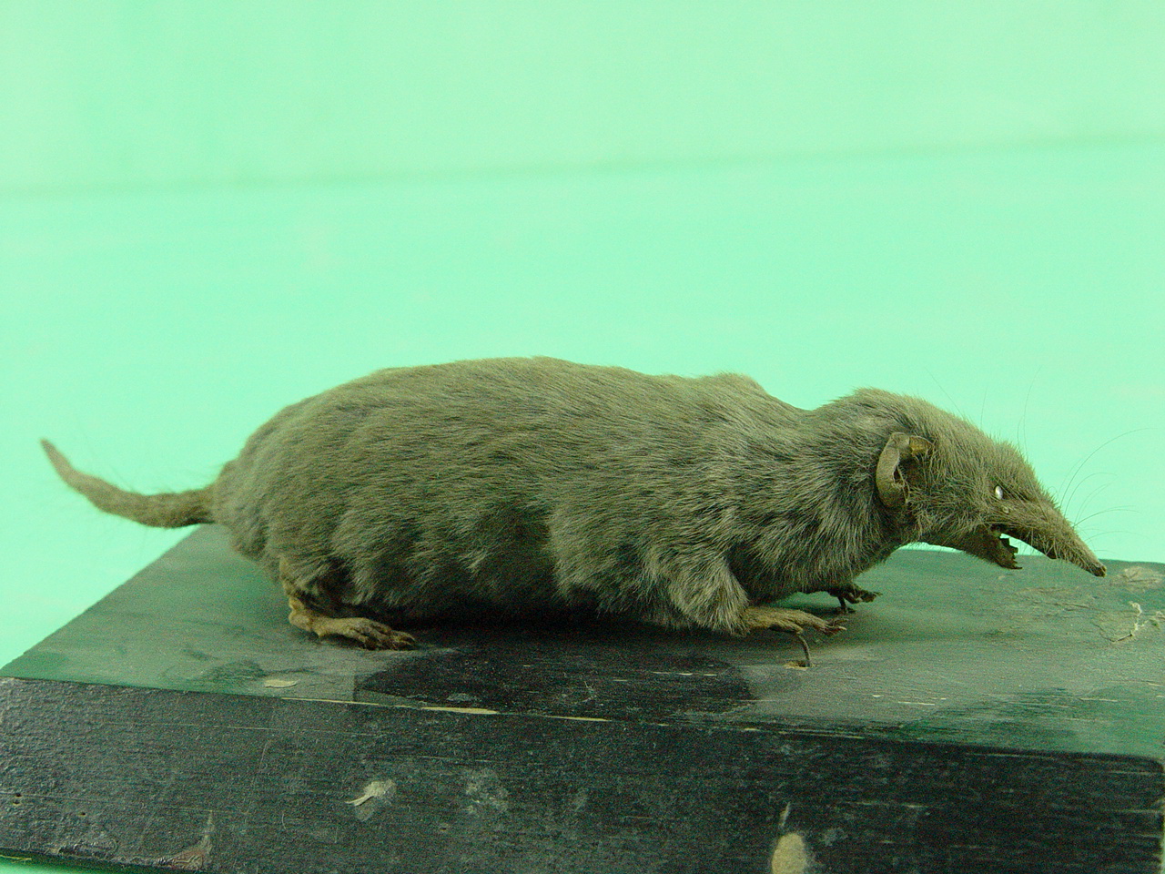  p>鼩鼱(qú jīng) i>(学名:sorex araneus linnaeus) /i>,属于 a