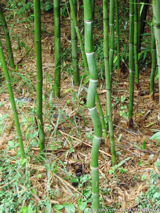  p>京竹(学名: i>phyllostachys aureosulcata /i> mcclure  b>&amp