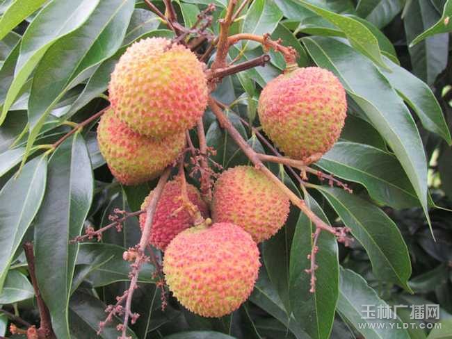 凤山红灯笼荔枝