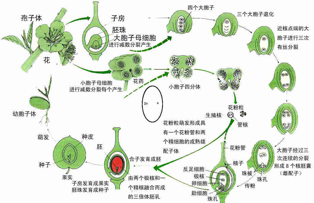  p>通常在种子植物个体发育中,从营养生长向 a target="_blank" href=