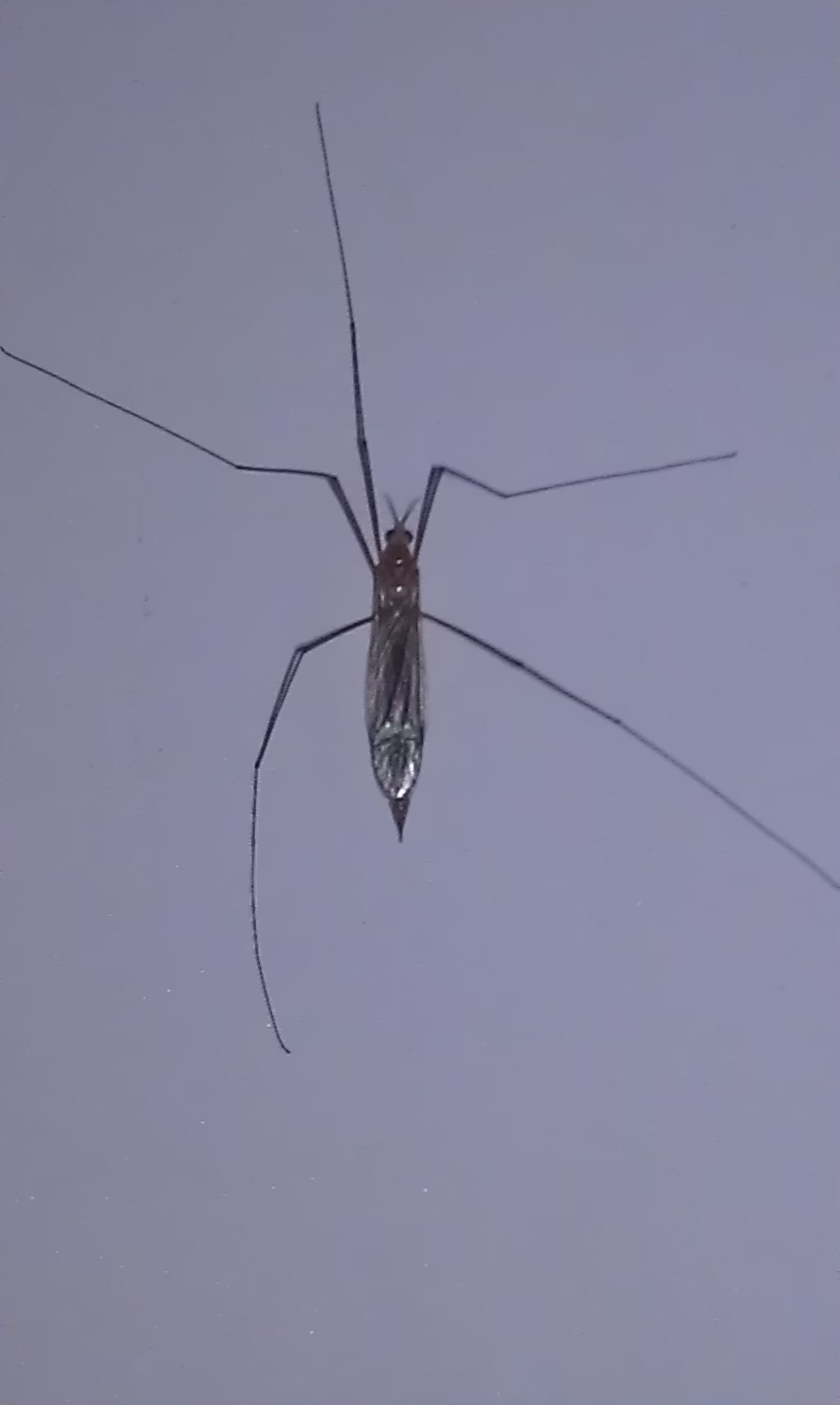 瘿蚊科