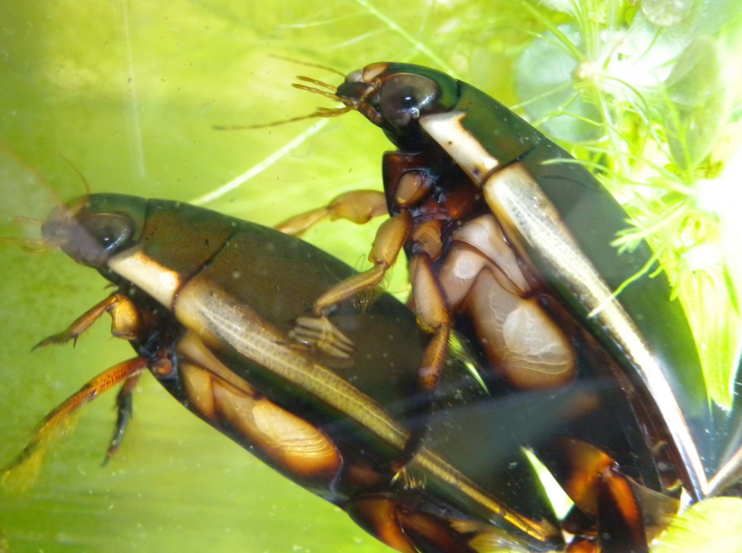  p>龙虱科(dytiscidae)属 a href="#" data-lemmaid="1622302">昆虫纲