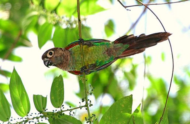  p>绯红腹锥尾鹦鹉(学名:pyrrhura perlata)是典型的 a href="#">攀禽