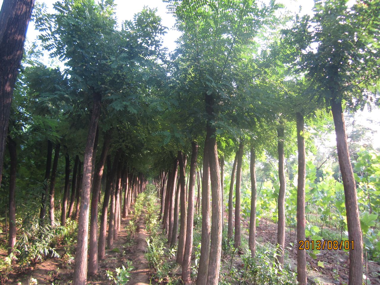 data-id="gnx98uavyt">鄢陵花木基地位于北方最大的花木种植基地河南