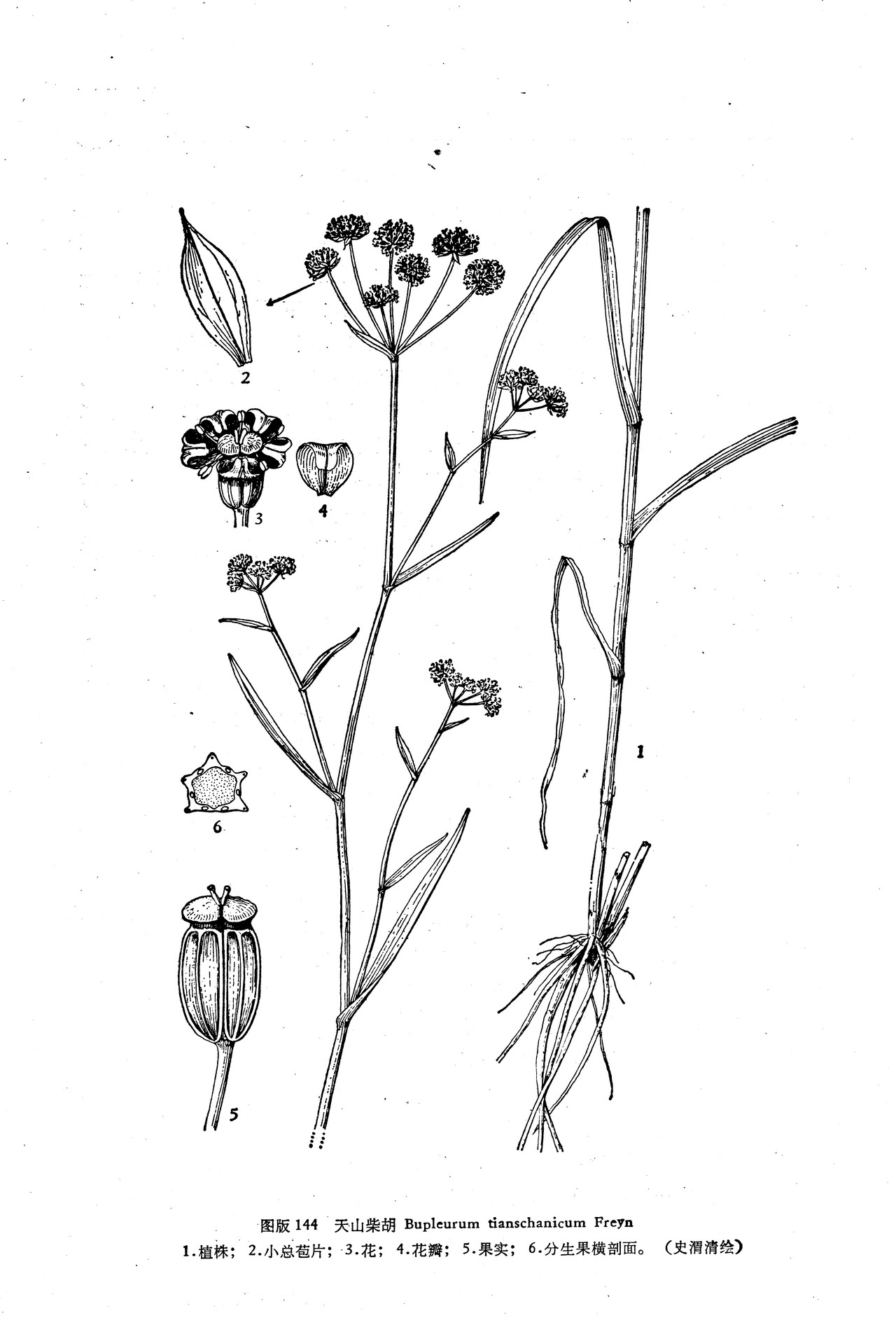 bupleurum tianschanicum freyn