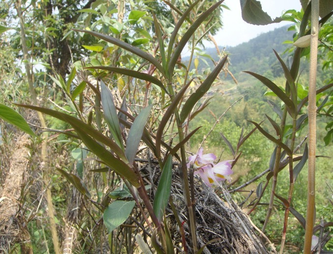 紫皮石斛 全网资源
