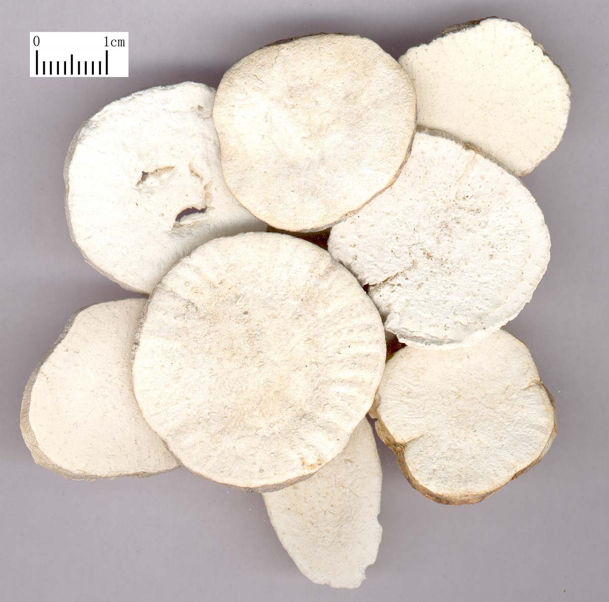  p>天花粉,中药名.