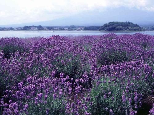 清远熏衣草世界