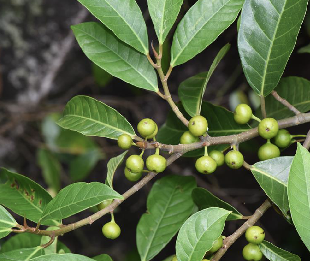  p>水同木(学名: i>ficus fistulosa /i> reinw. ex bl.