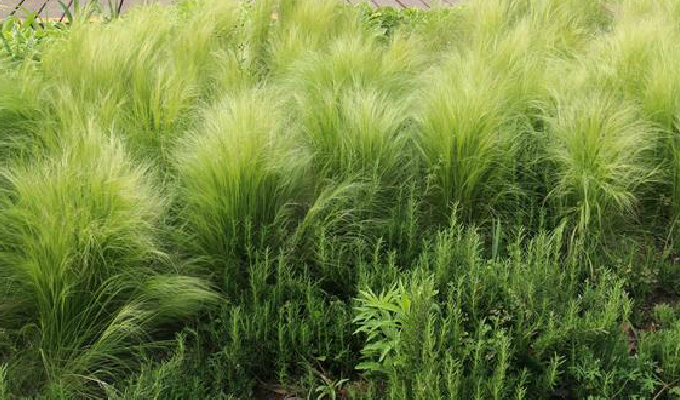 细叶针茅