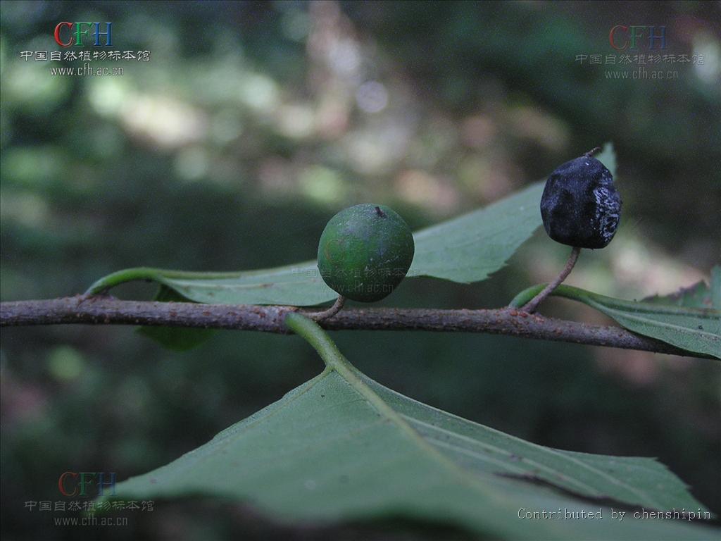  p>糙叶树属(aphananthe planch., nom. gen. cons.