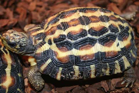 p>蛛网龟属,俗名 平背陆龟 malagasy flat-tailed tortoise ,拉丁学