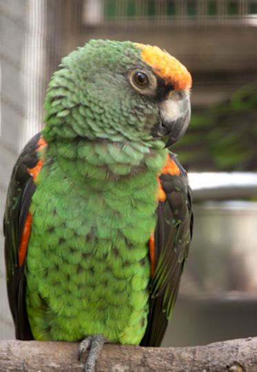 href="#" data-lemmaid="2367742">海角鹦鹉 /a>的第二大种类,共有3