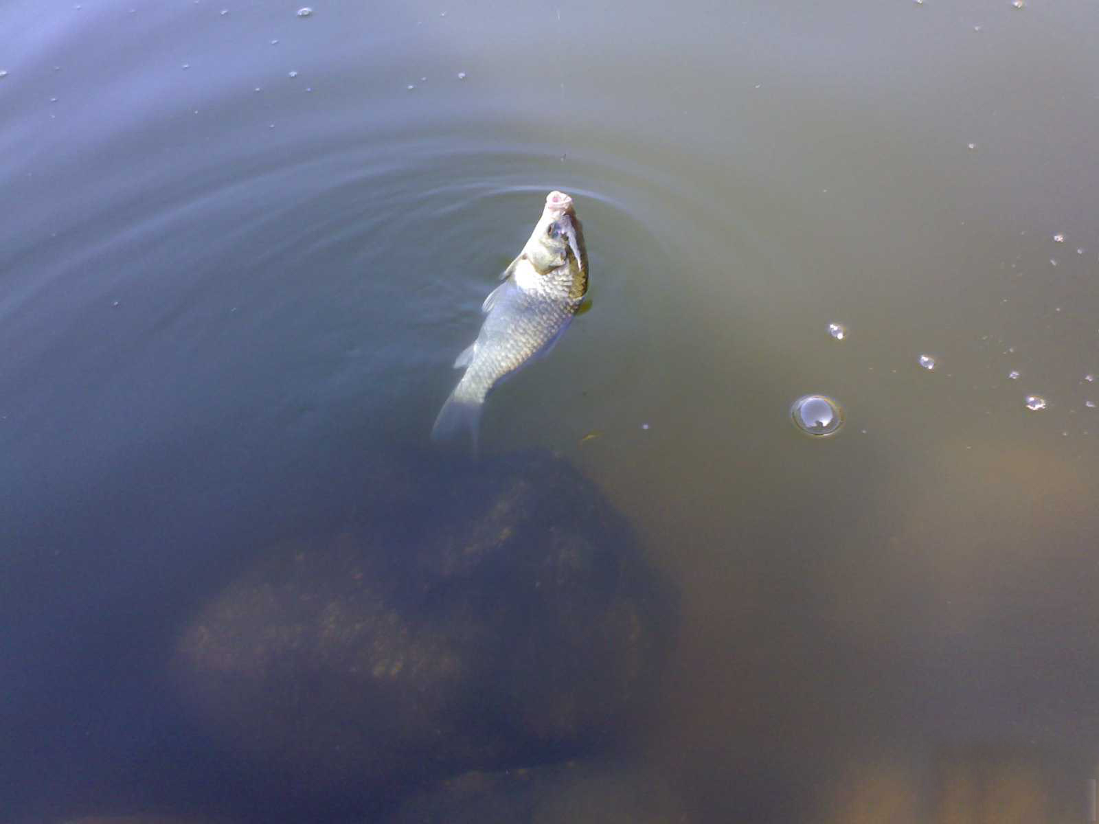  p>抚仙小鲤也称为抚仙中鲤,为鲤科鲤属鱼类,主要分布于中国 a href="