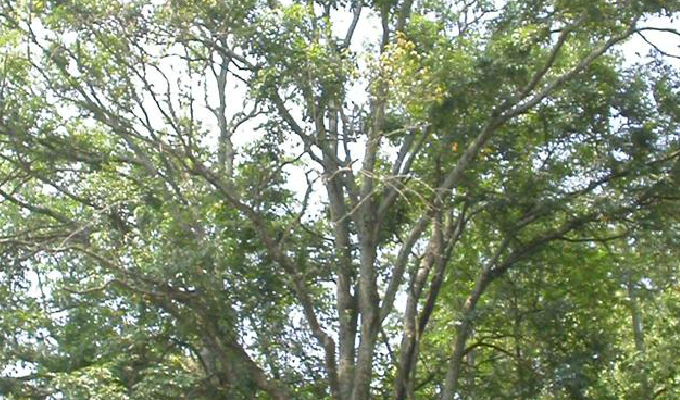  p>翅荚香槐 (学名: i>cladrastis platycarpa /i> (maxim.