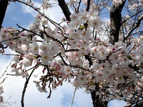 樱花 蔷薇科樱亚属植物 百度百科