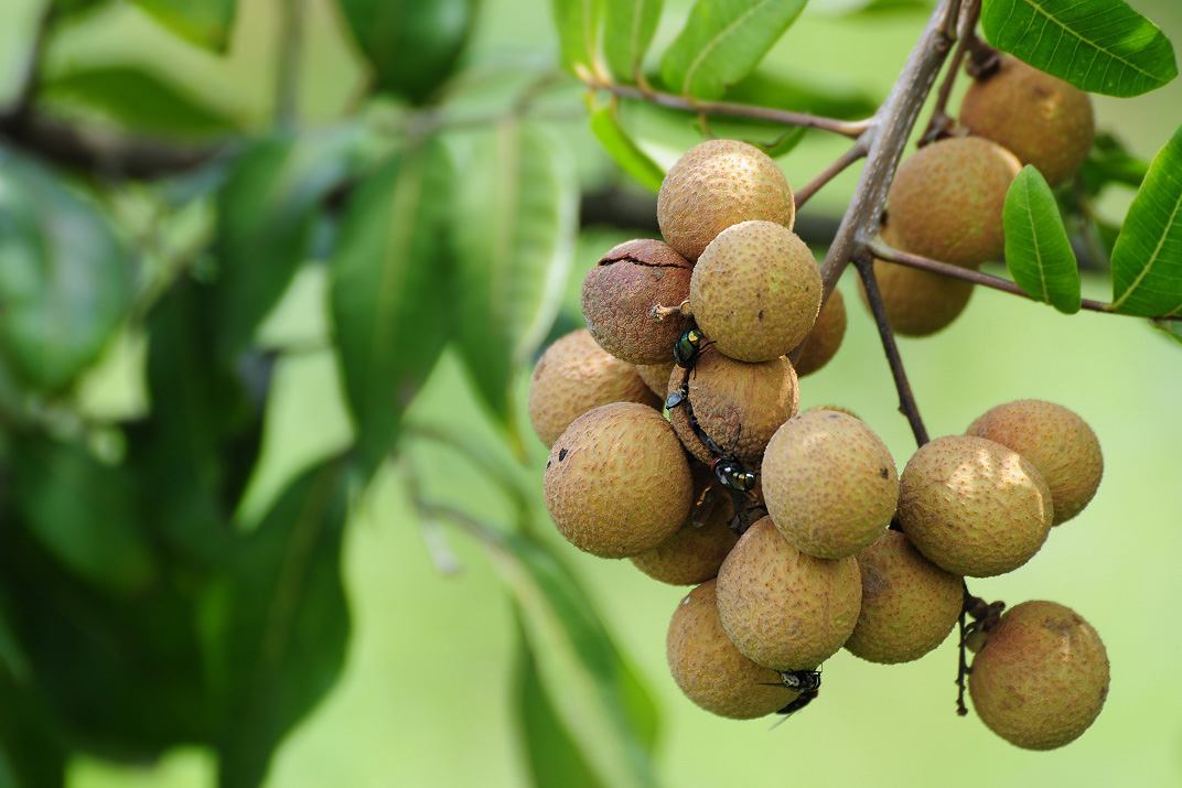 是无患子科龙眼属植物.