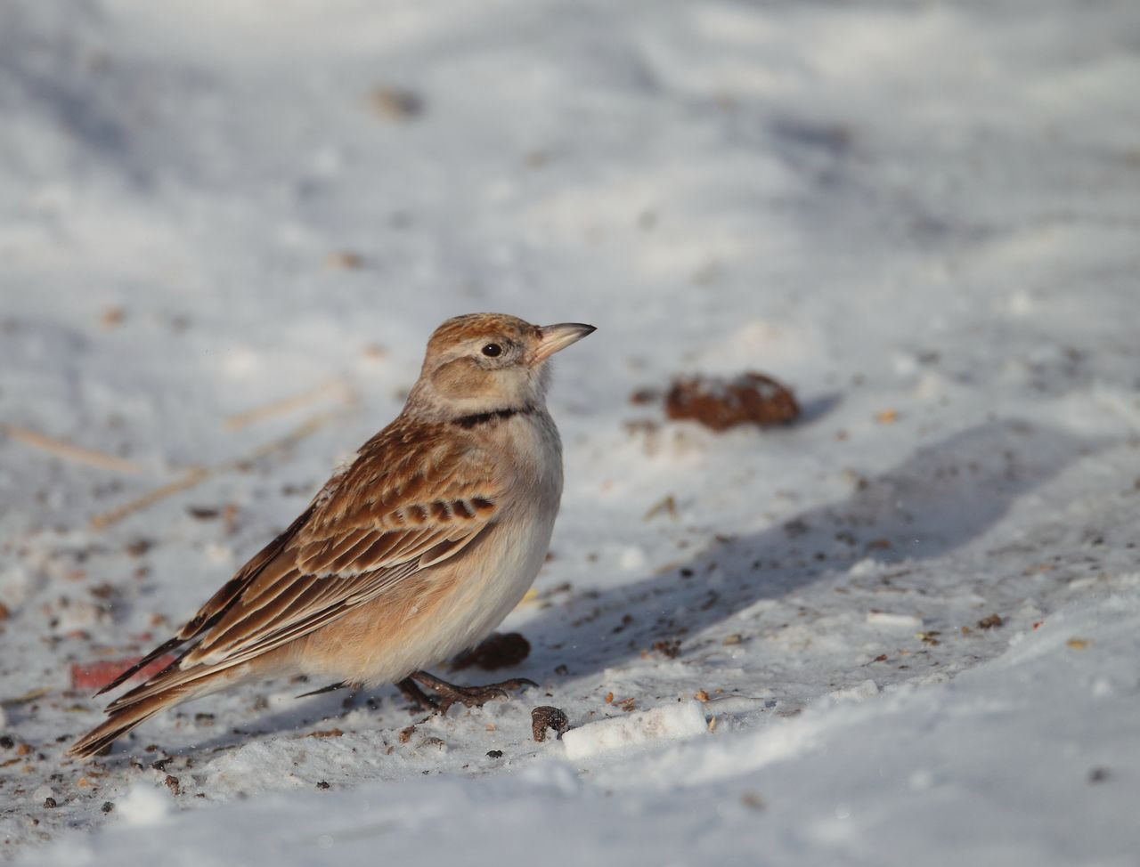  p>长嘴百灵是一种小型 a href="#" data-lemmaid="2173587">鸣禽 /a>