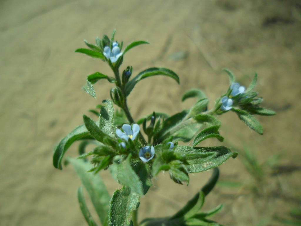  p>柔弱斑种草(学名:bothriospermum tenellum)是紫草科斑种草属的