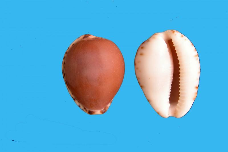 因为腹足类都有一个螺旋形贝壳包围着身体,所以也称单壳类,这是同蚌类