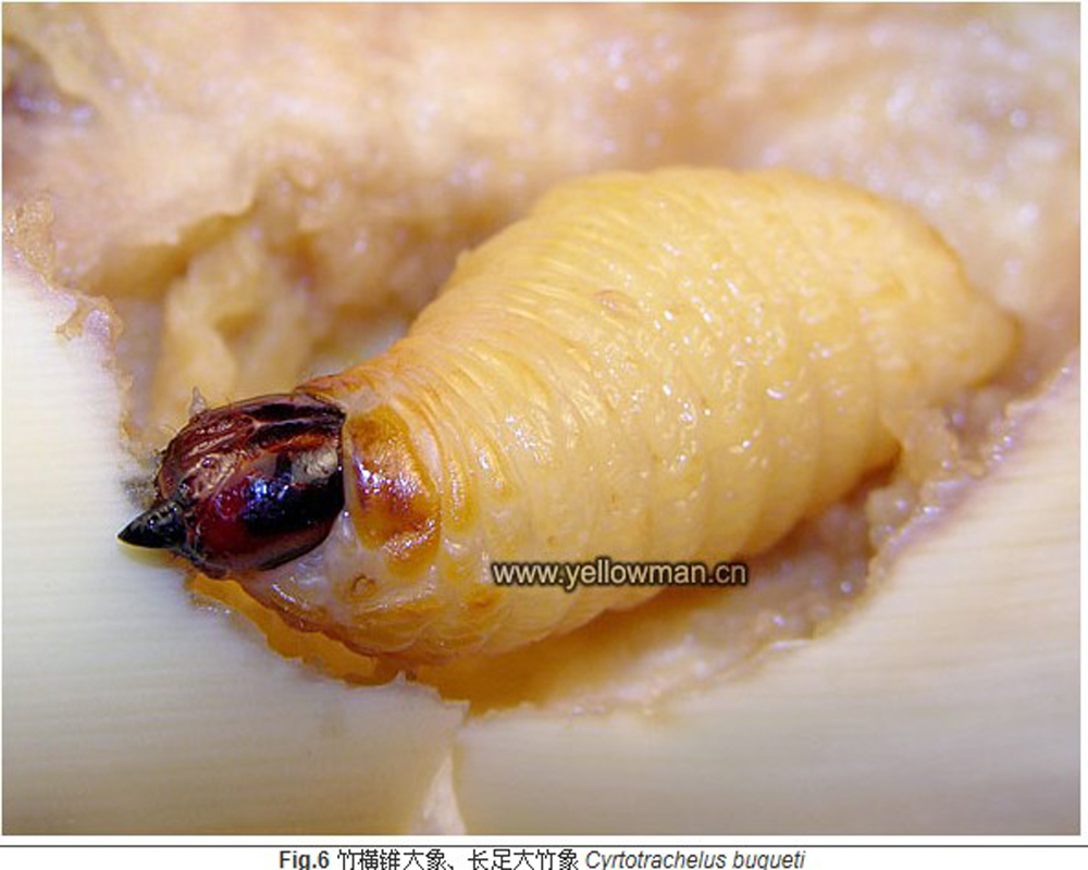 象, i>cyrtotrachelus buqueti /i> guer,象虫科锥大象甲属的一种昆虫