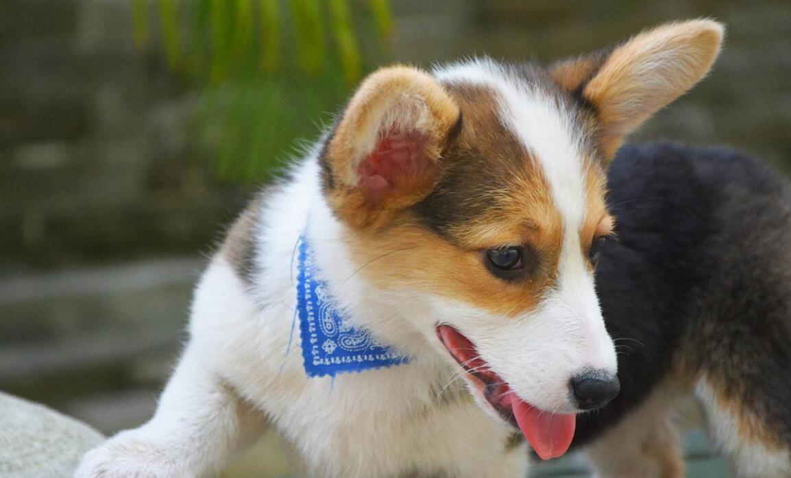  p>威尔士柯基犬(welsh corgi pembroke)是一种小型犬,它们的胆子很大