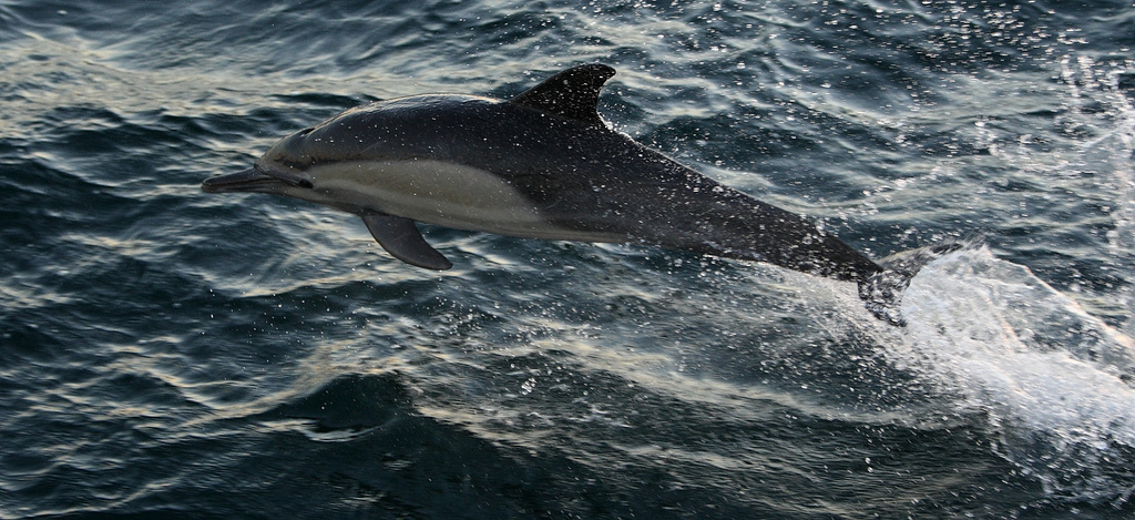  p>长吻真海豚(学名: i>delphinus capensis /i>)基本外形与 a target