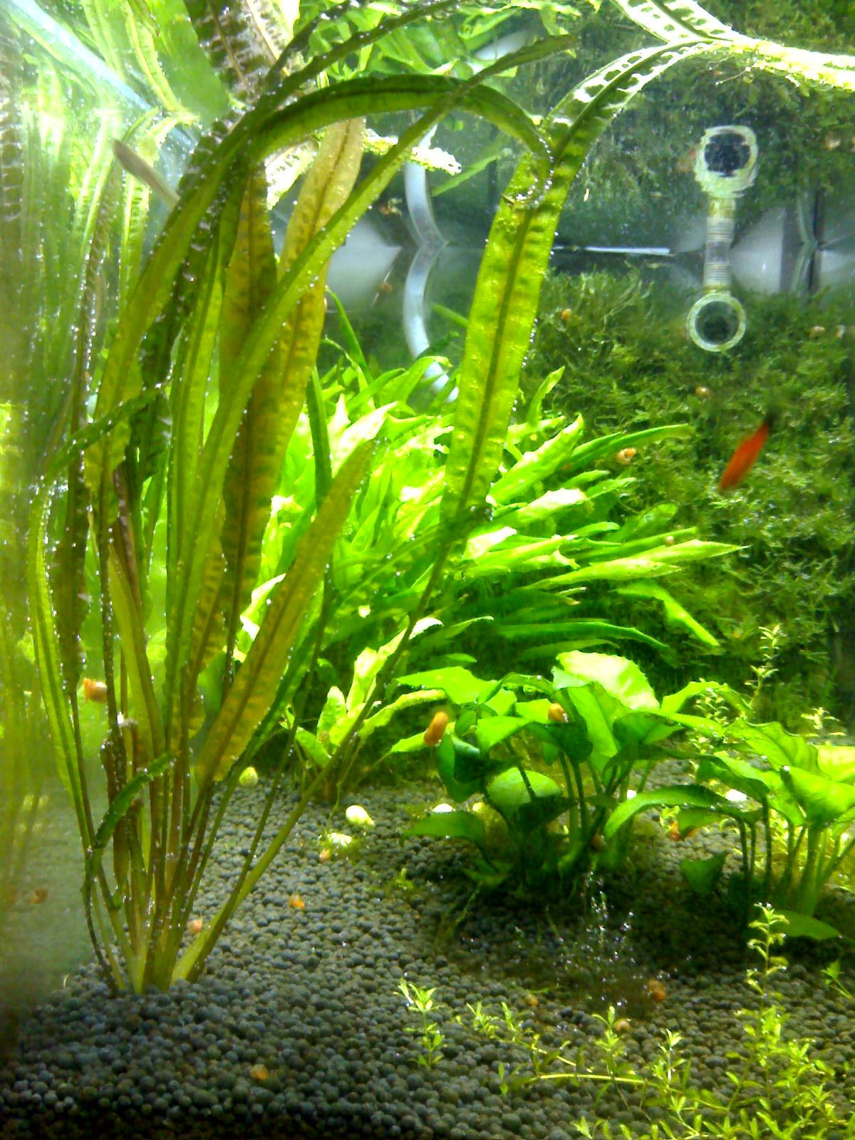  p data-id="go6a2jjcrk">藻类是原生生物界一类 a target="_blank"