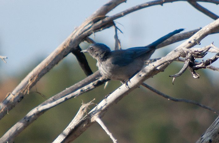  p>西丛鸦(学名:aphelocoma californica)共有14个亚种,平均体重约为
