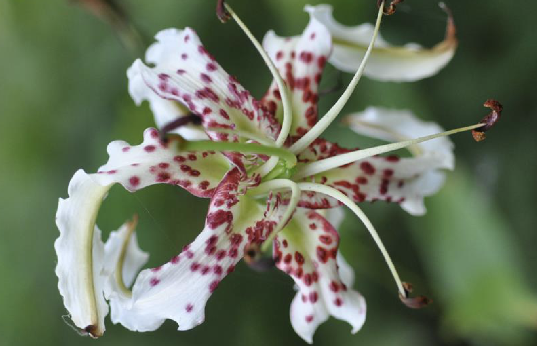  i>gloriosoides /i> baker)是百合科百合属植物,鳞片宽披针形,长2