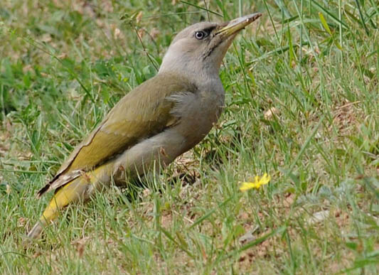  p>灰头啄木鸟东北亚种(学名: i>picus canus jessoensis /i>)是灰头