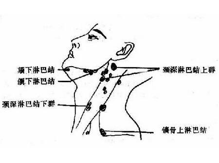  p>淋巴(拉丁文:lymph)也叫 a target="_blank" href="/item/淋巴液