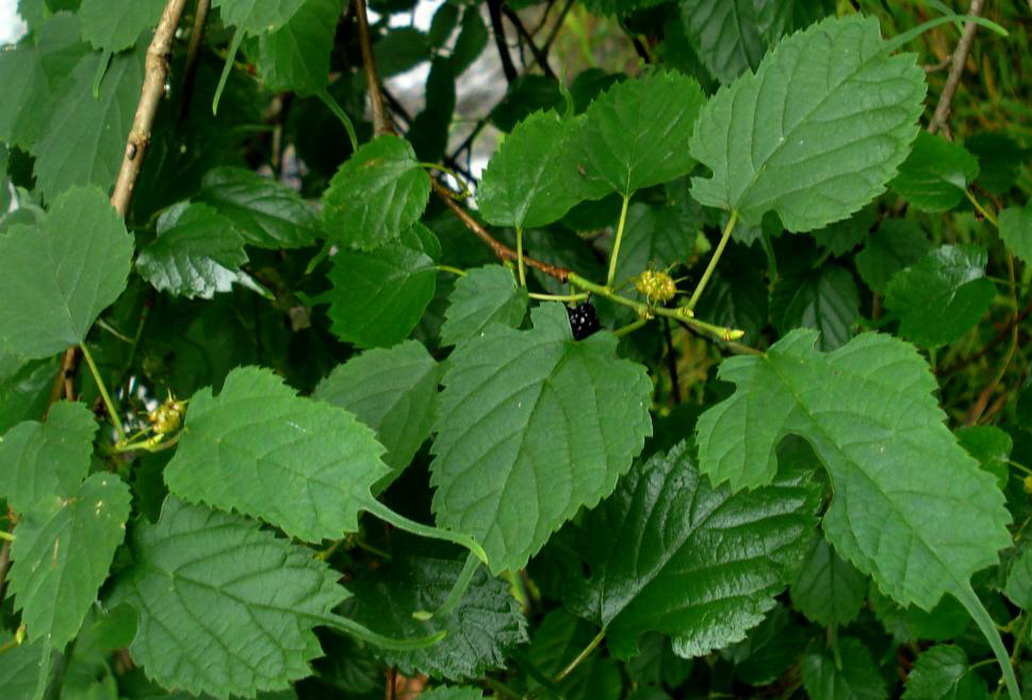 是桑科桑属落叶 a href="#" data-lemmaid="33239">乔木 /a>或灌木, 