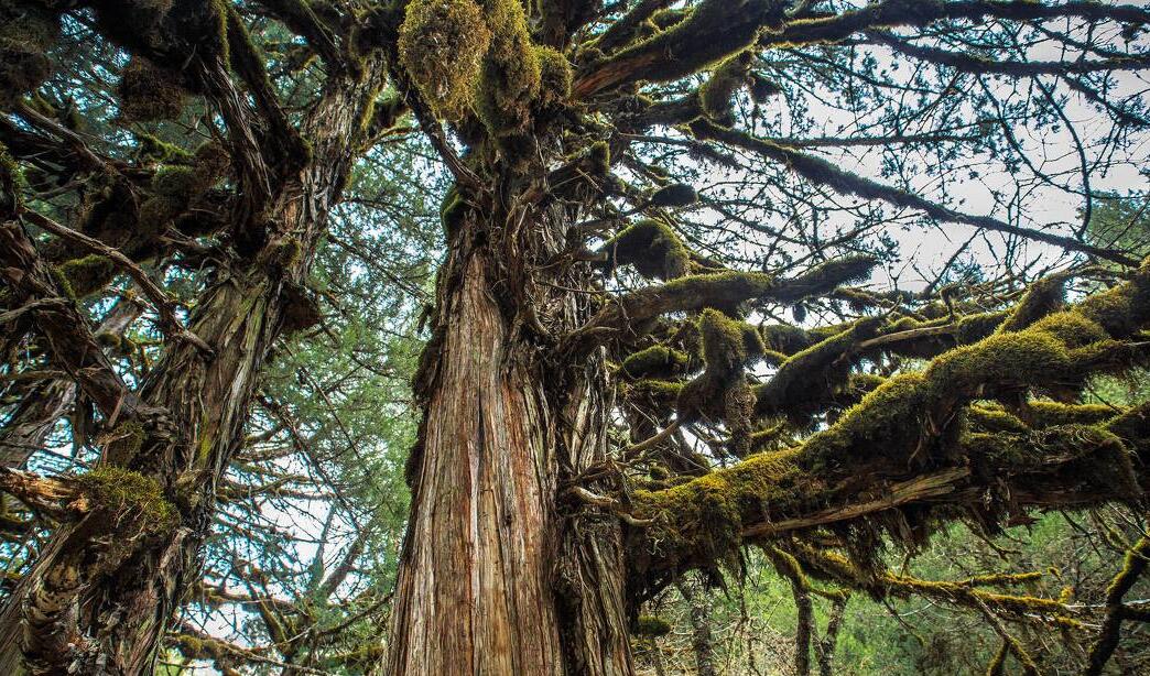 saltuaria),是 a href="#" data-lemmaid="2854324">圆柏属 /a>植物