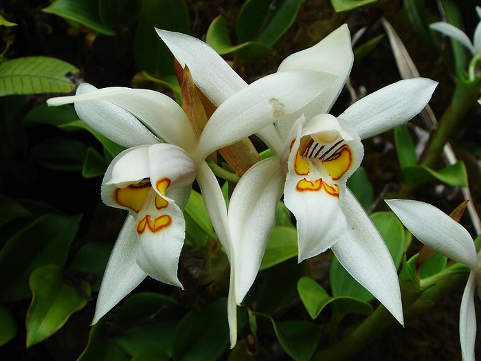 是隶属于兰科, a target="_blank" href="/item/贝母兰属/7972223"