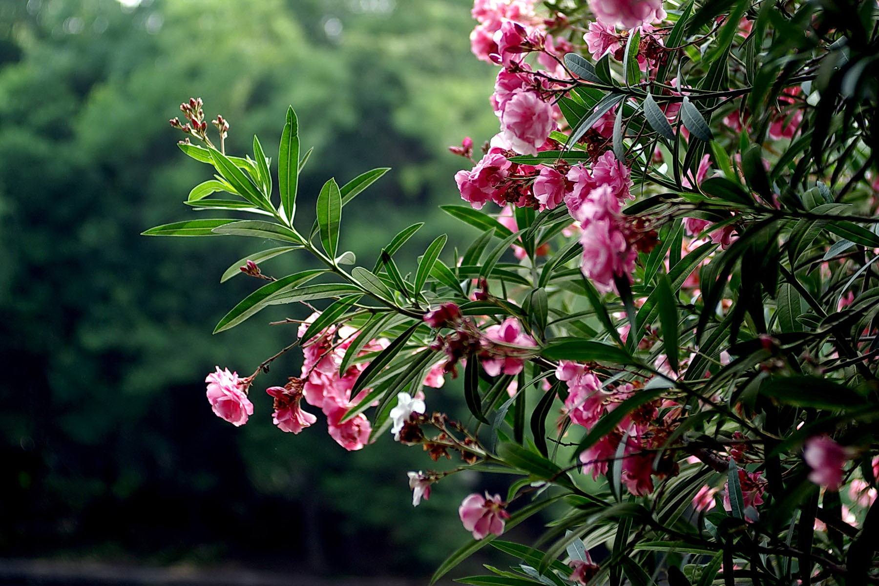  p data-id="txugejq4a7em">夹竹桃,夹竹桃属常绿直立大灌木.