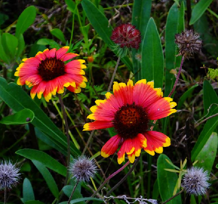 p>天人菊(学名: i>gaillardia pulchella /i> foug.