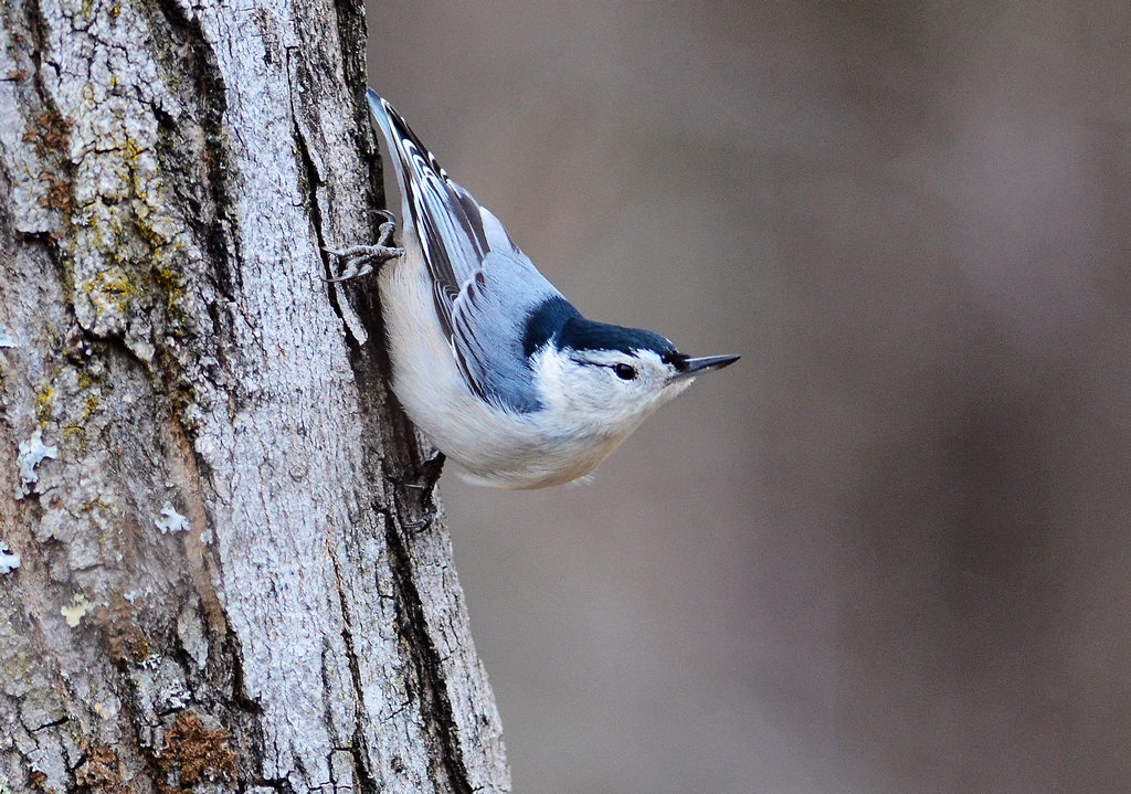  p>白胸鳾(学名:sitta carolinensis)是小型 a href="#" data-lemmaid