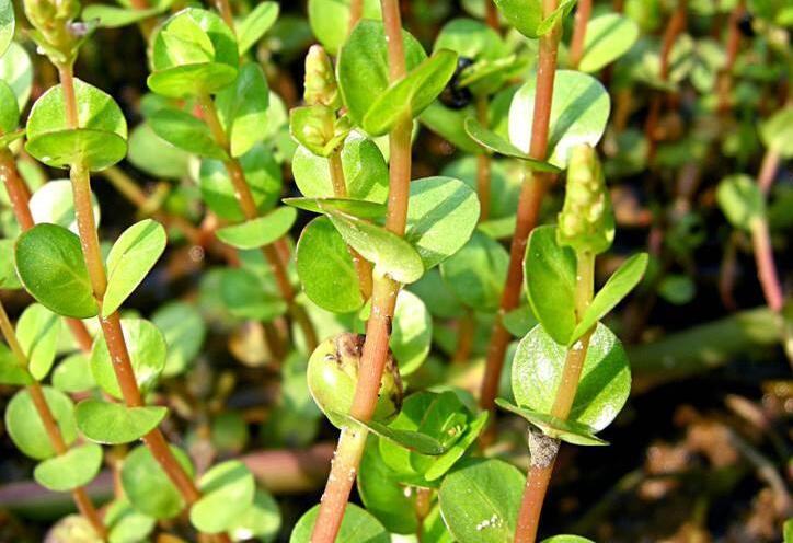 koehne)是千屈菜科节节菜属植物,一年生草本,各部无毛;根茎细长