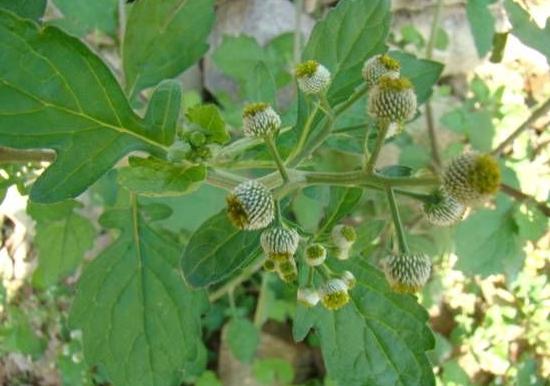 为菊科植物小鱼眼草 i>dichrocephala benthamii /i> c.b.