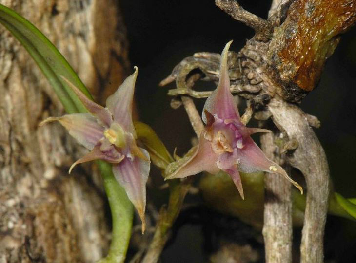  p>黄花大苞兰(学名: i>sunipia andersonii /i>   (king et pantl.