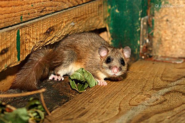  p>榛睡鼠, a href="#" data-lemmaid="8074290">学名 /a>为mus